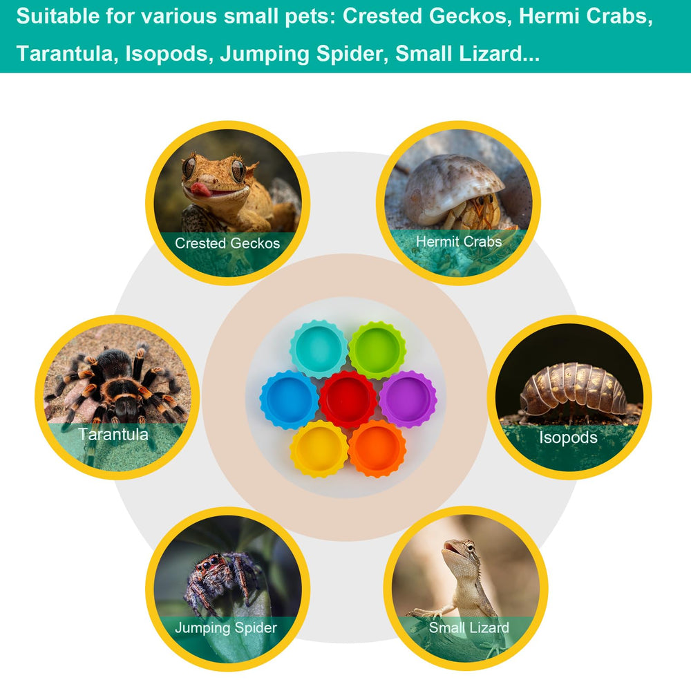 Eudimysx gecko tank decor and feeding bowls boost tank aesthetics and function