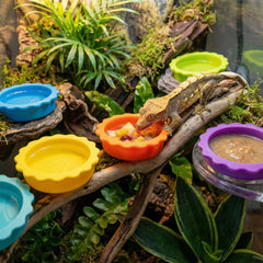Eudimysx silicone reptile bowls multicolor collection offers reusable feeding options in tanks