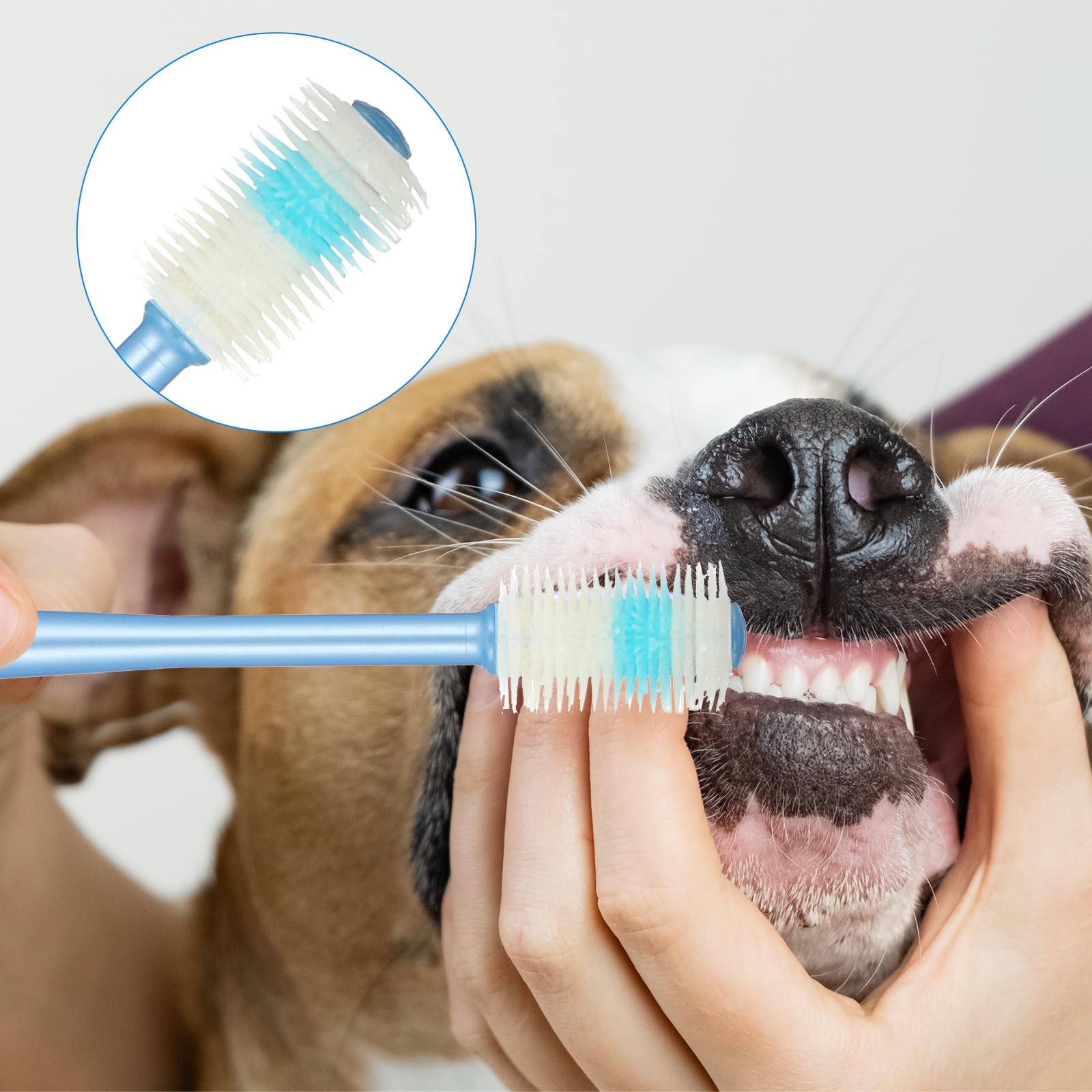 EupHHonycs blue and purple brushes offer color variety for pets.