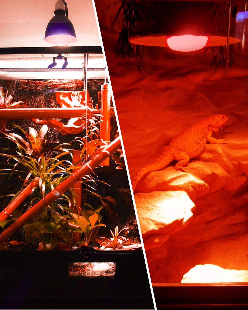 EvaStary chickens coop heat lamp usage shows versatile warmth in coop environments.