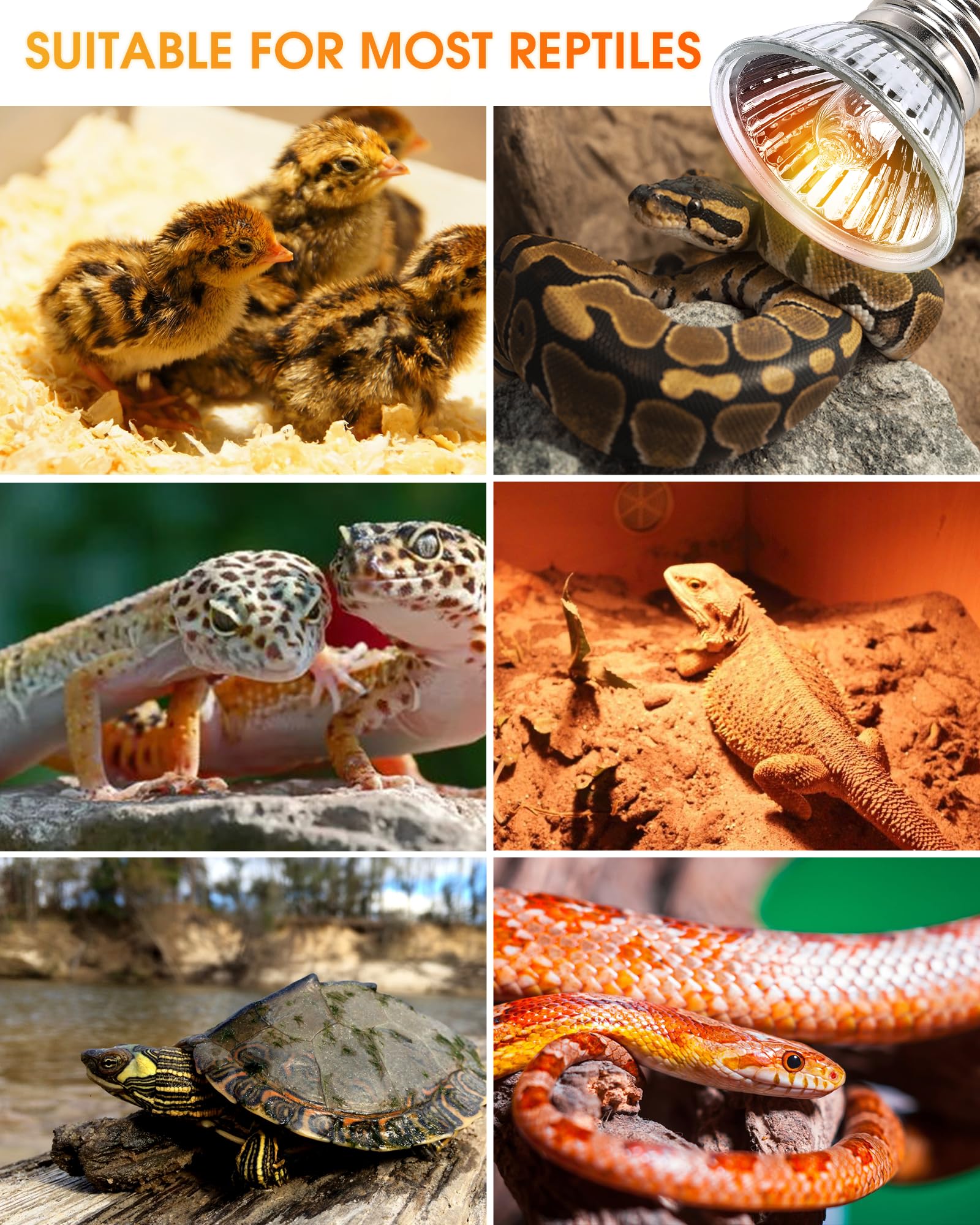 EvaStary 50W reptile heat lamp 4-pack for multiple enclosures