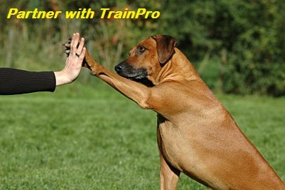 EveryPet universal durable-training-strap-in-use—ready for long sessions and daily walks.