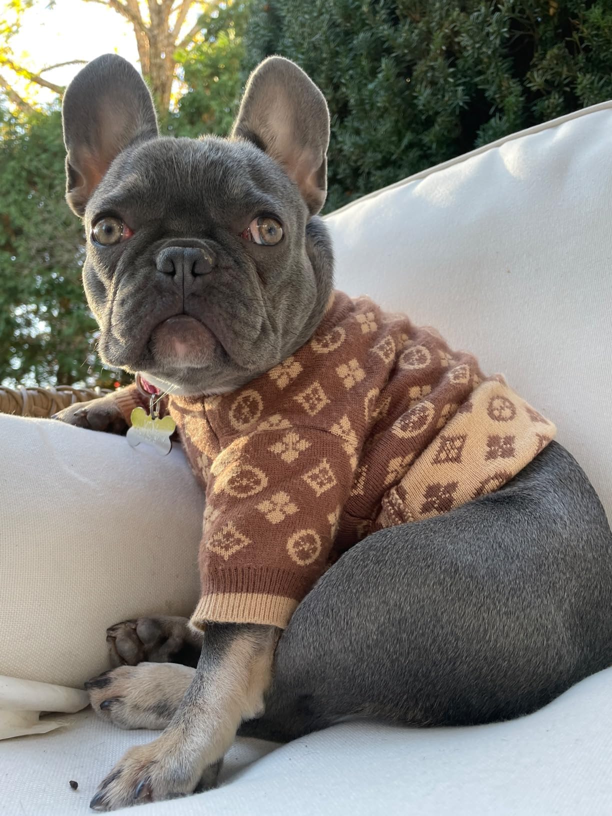 Everything Chic dog sweater size range display shows XS to L for small breeds.
