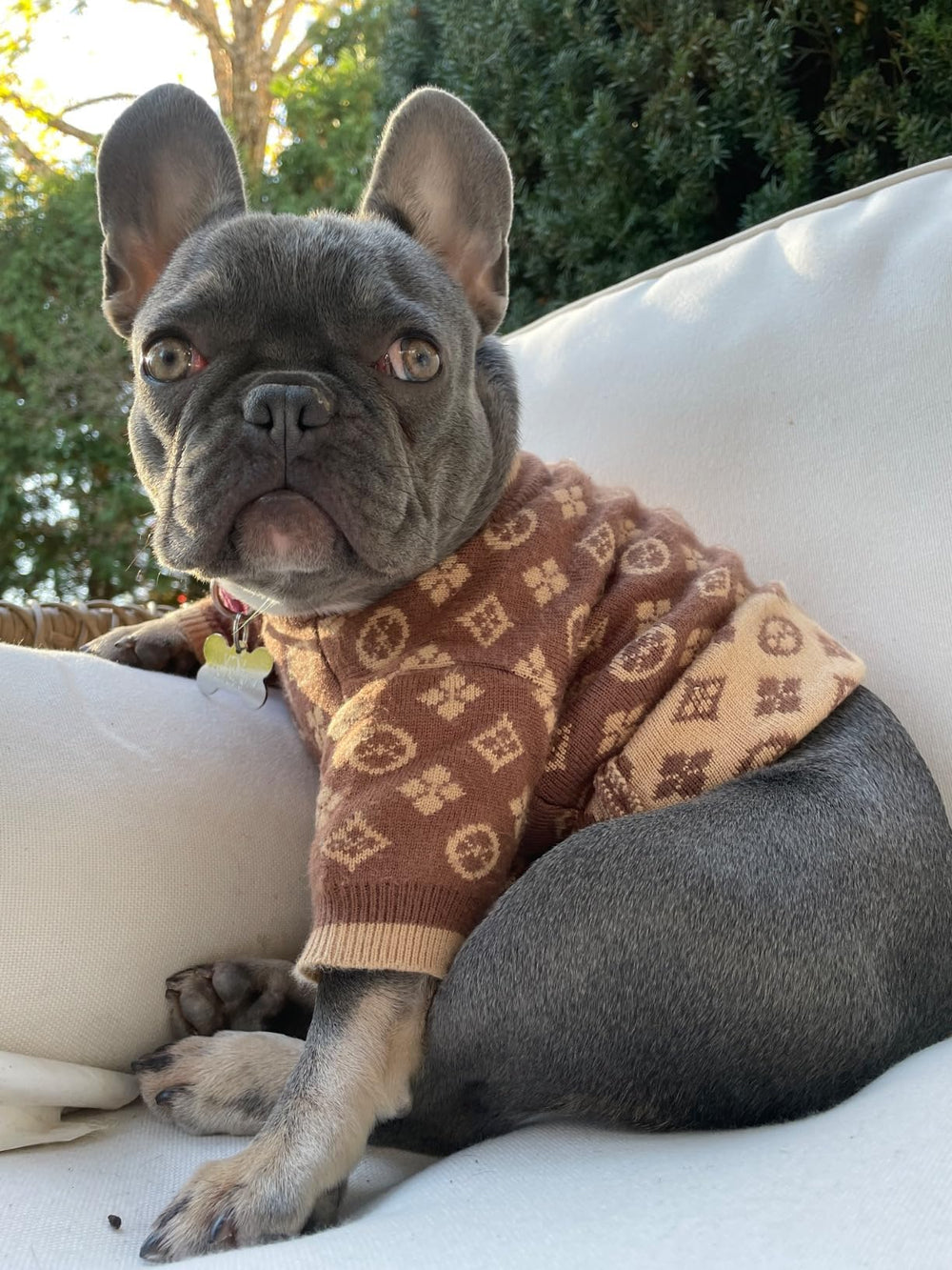 Everything Chic dog sweater size range display shows XS to L for small breeds.
