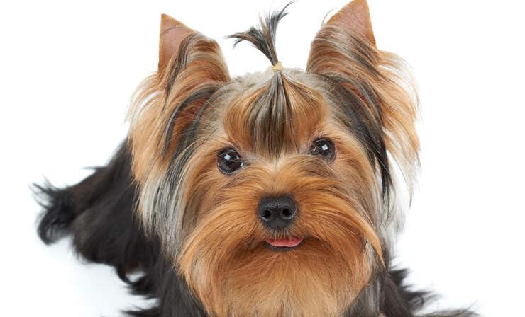 Everything Chic Luxury dog toy with designer inspired style for stylish fetch