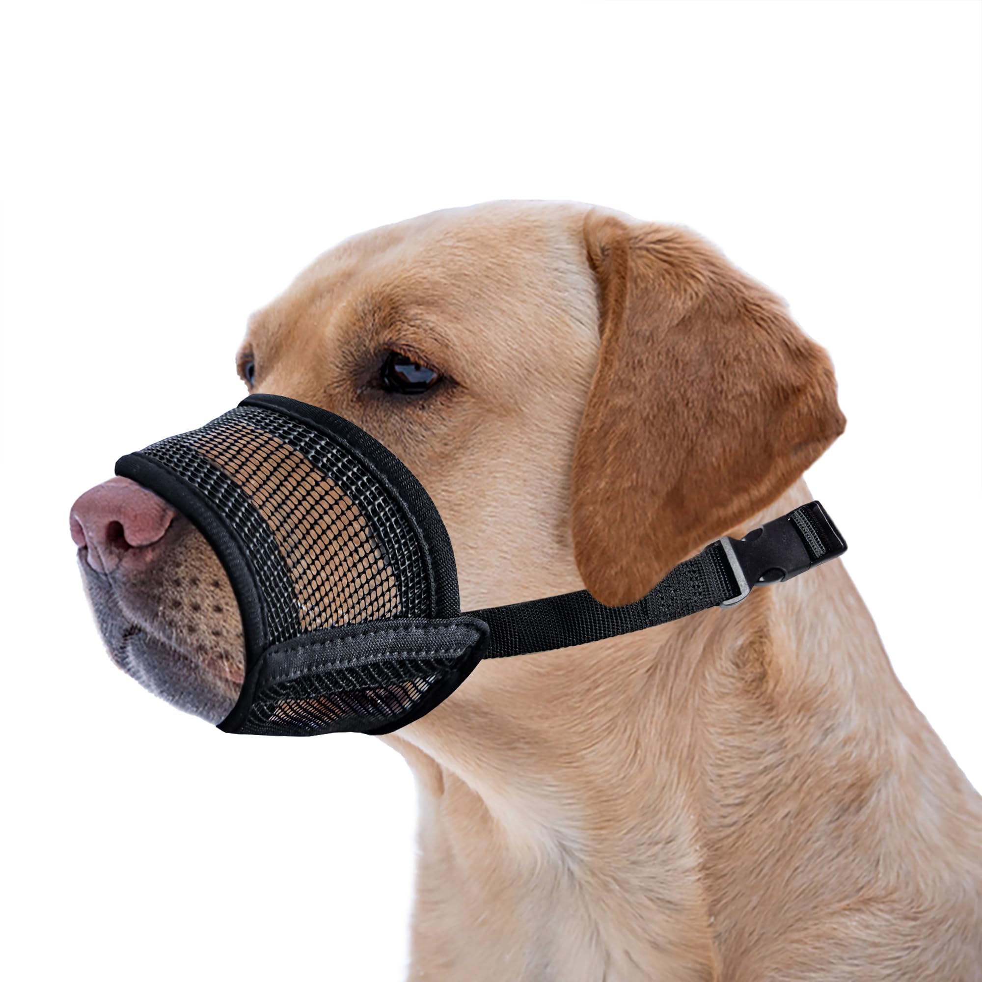 Evollax extra-large dog muzzle in breathable mesh on a dog's snout for extended wear comfort