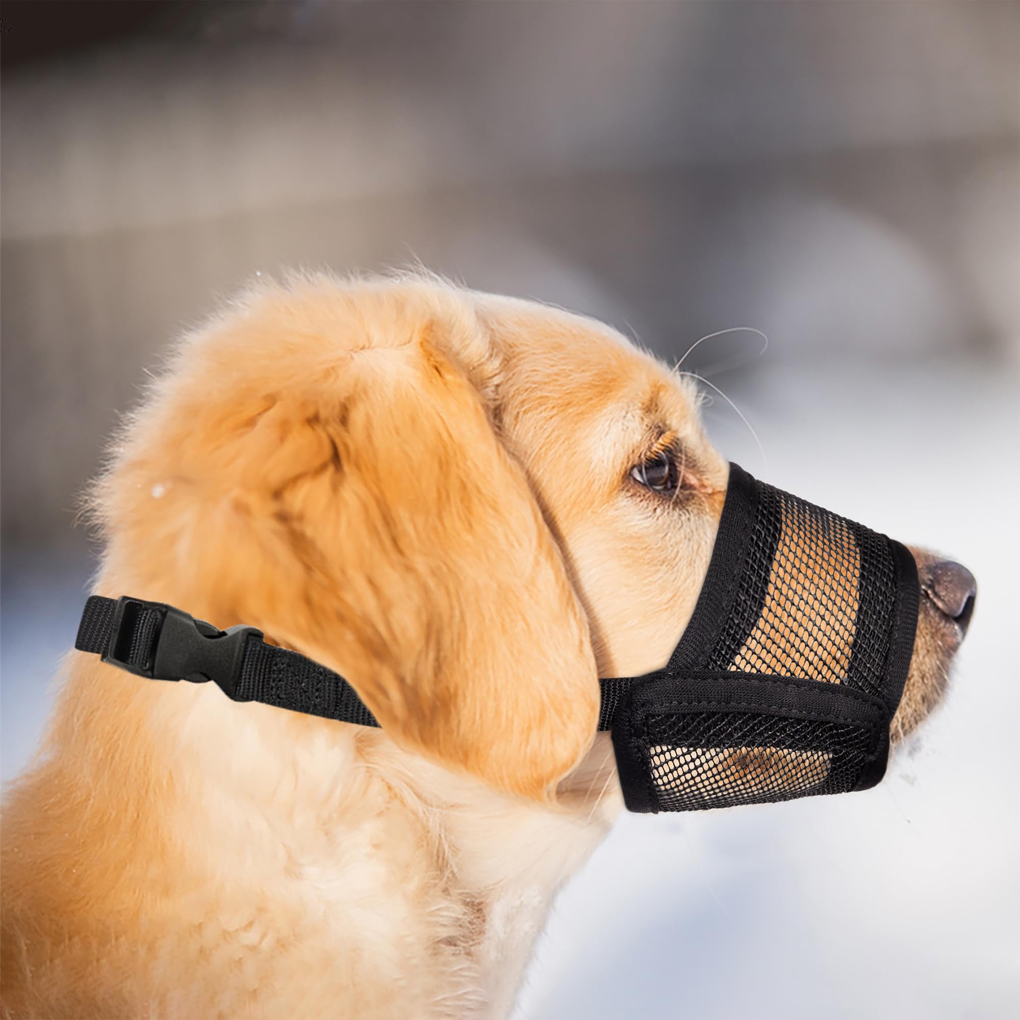 Evollax small dog muzzle cleaning and care tips for quick maintenance.