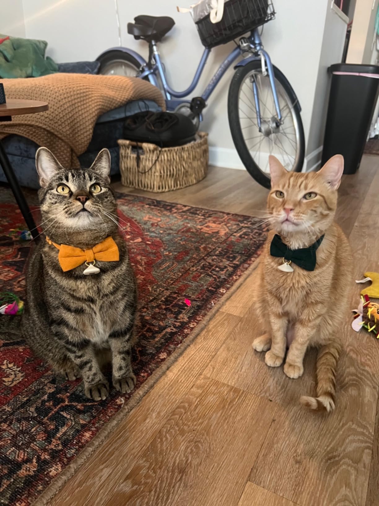 Ewinoom cat collar with bell for easy location during play