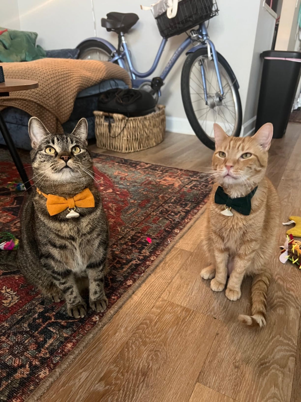 Ewinoom cat collar with bell for easy location during play