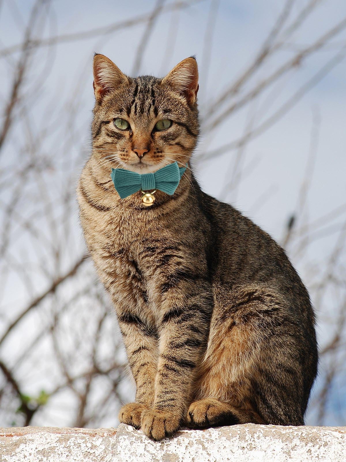 Ewinoom cat collar with bell helps locate a curious cat.