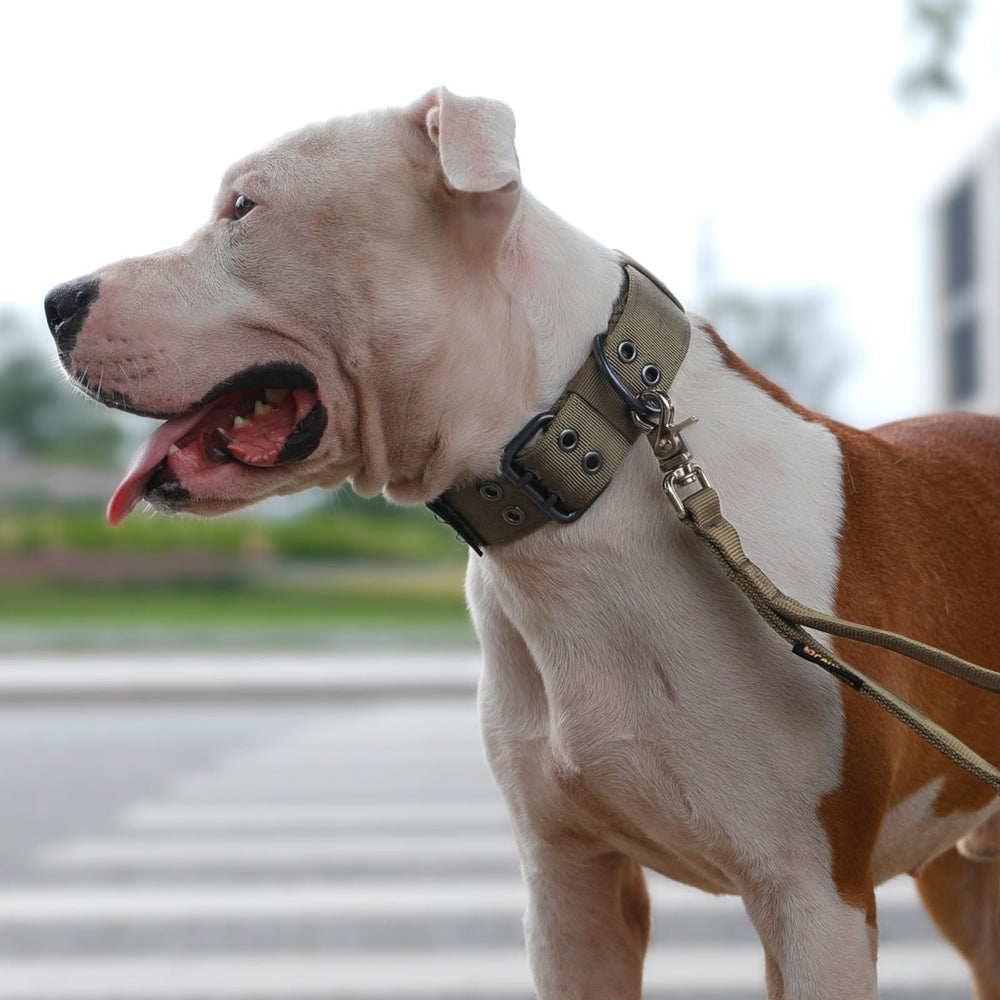 EXCELLENT ELITE SPANKER Ranger Green XL collar with D-ring for training walks.