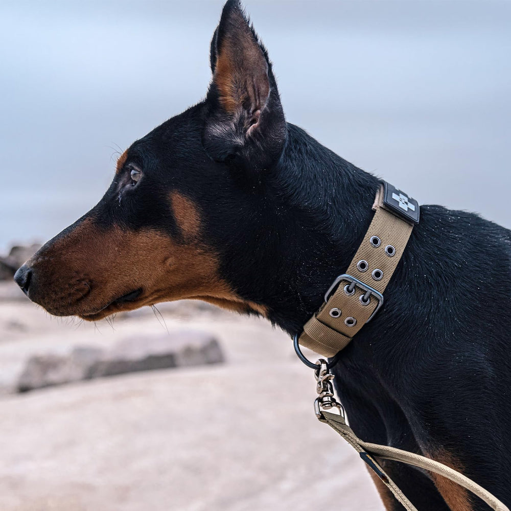EXCELLENT ELITE SPANKER simple design keeps dogs comfortable and uncluttered.
