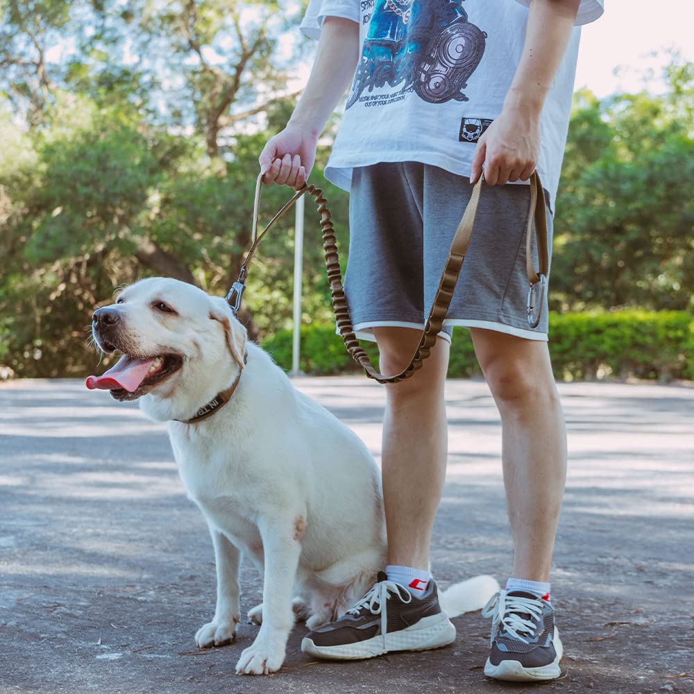 EXCELLENT ELITE SPANKER training leash shown with large dogs.