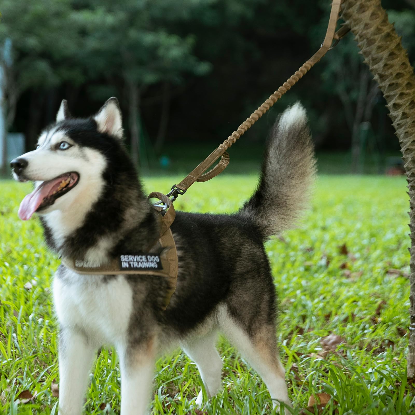 EXCELLENT ELITE SPANKER training-focused leash suitable for large and medium dogs.