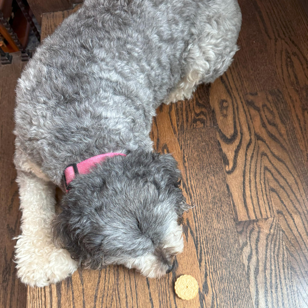 8oz bag of Exclusively Dog Carob & Vanilla Sandwich Cremes—great for medium to large dogs.