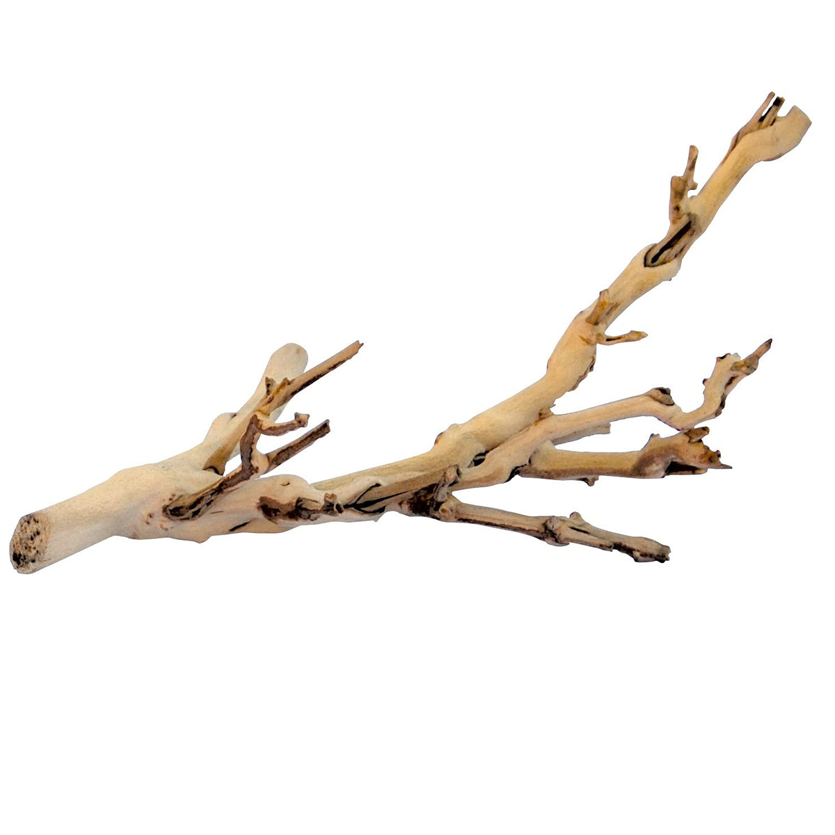 Exo Terra Forest Branch Small provides natural 3D climbing surfaces.