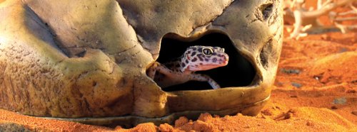 Exo Terra Gecko Cave interior with a gecko, offering a secure retreat for stress reduction.