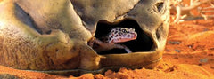 Exo Terra Gecko Cave interior with a gecko, offering a secure retreat for stress reduction.