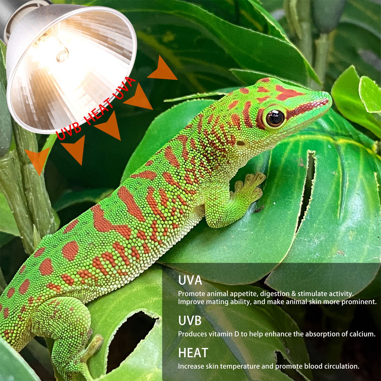 ExoRepti 3-pack bulbs in enclosure glow demonstrates UVB warmth enhancing activity and digestion