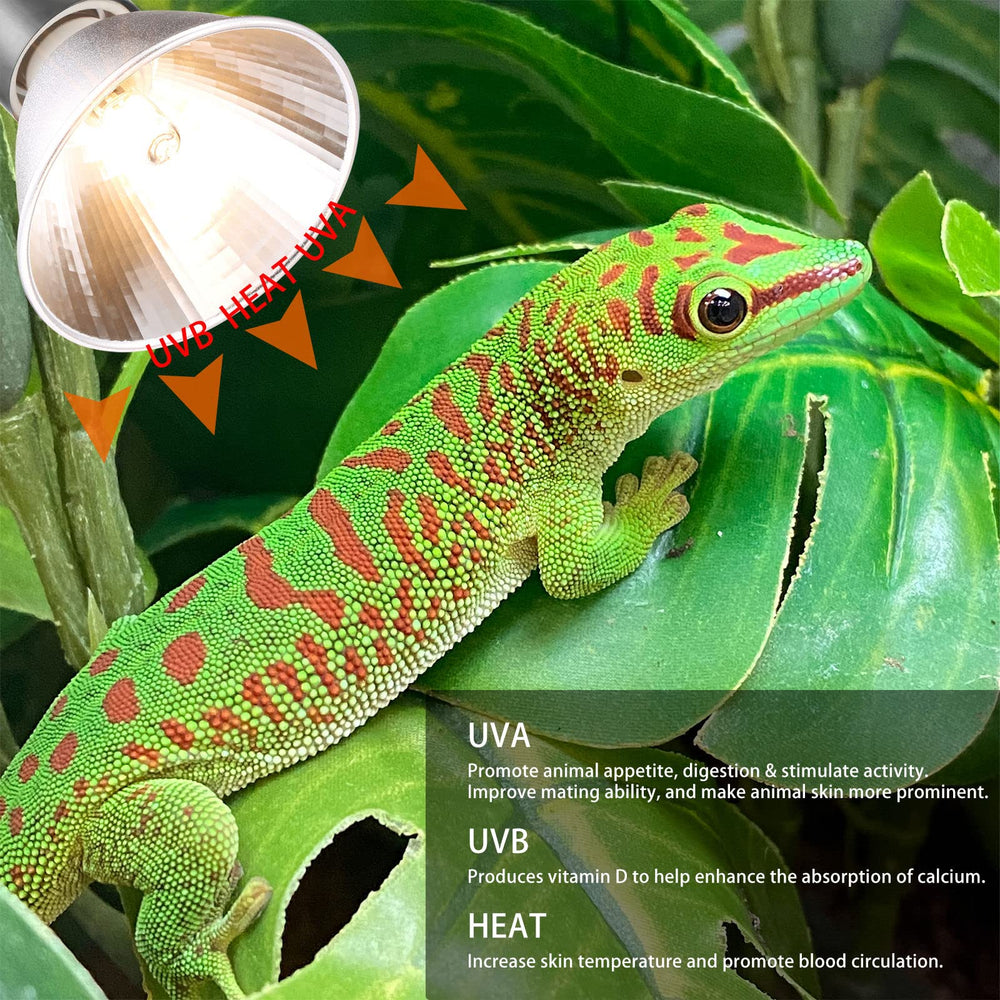 ExoRepti 3-pack bulbs in enclosure glow demonstrates UVB warmth enhancing activity and digestion