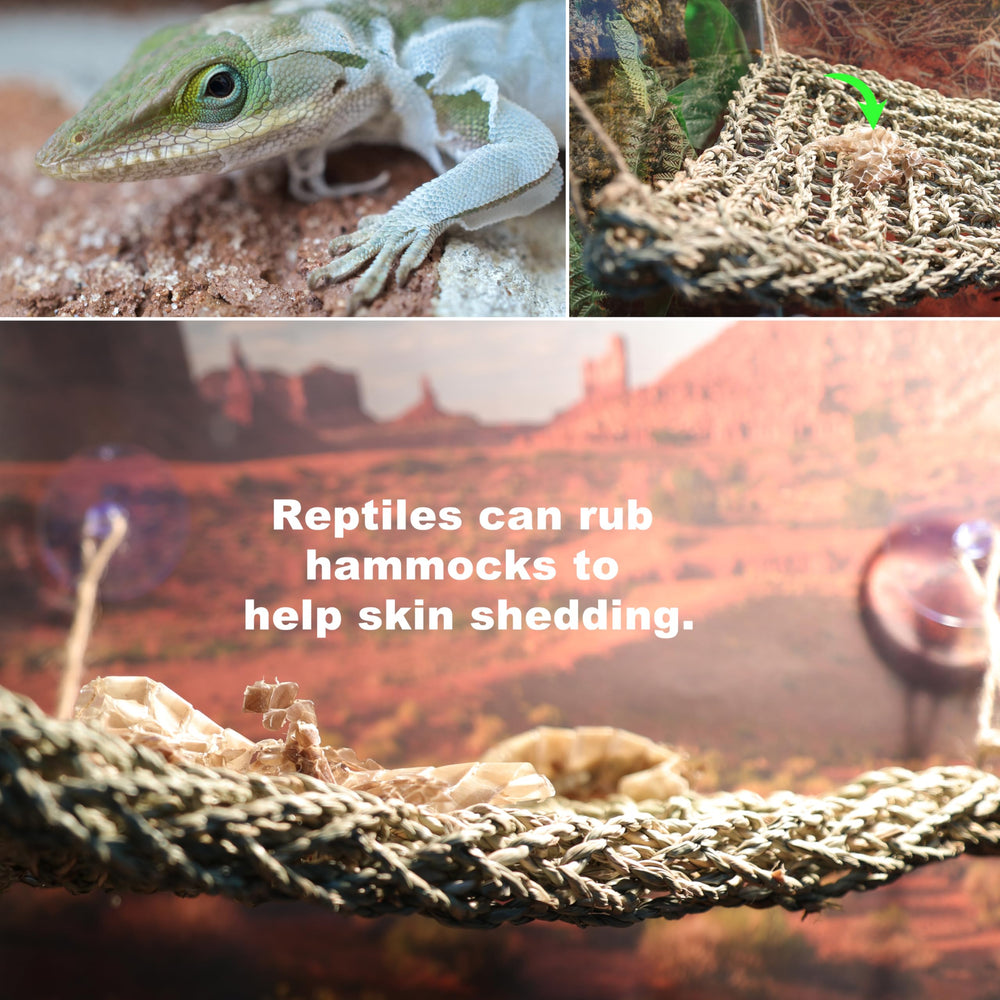 ExoRepti Terrarium space-maximization design frees floor area for enrichment.