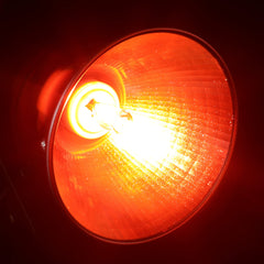 ExoRepti UVA reptile heat lamp closeup shows red night glow for activity.