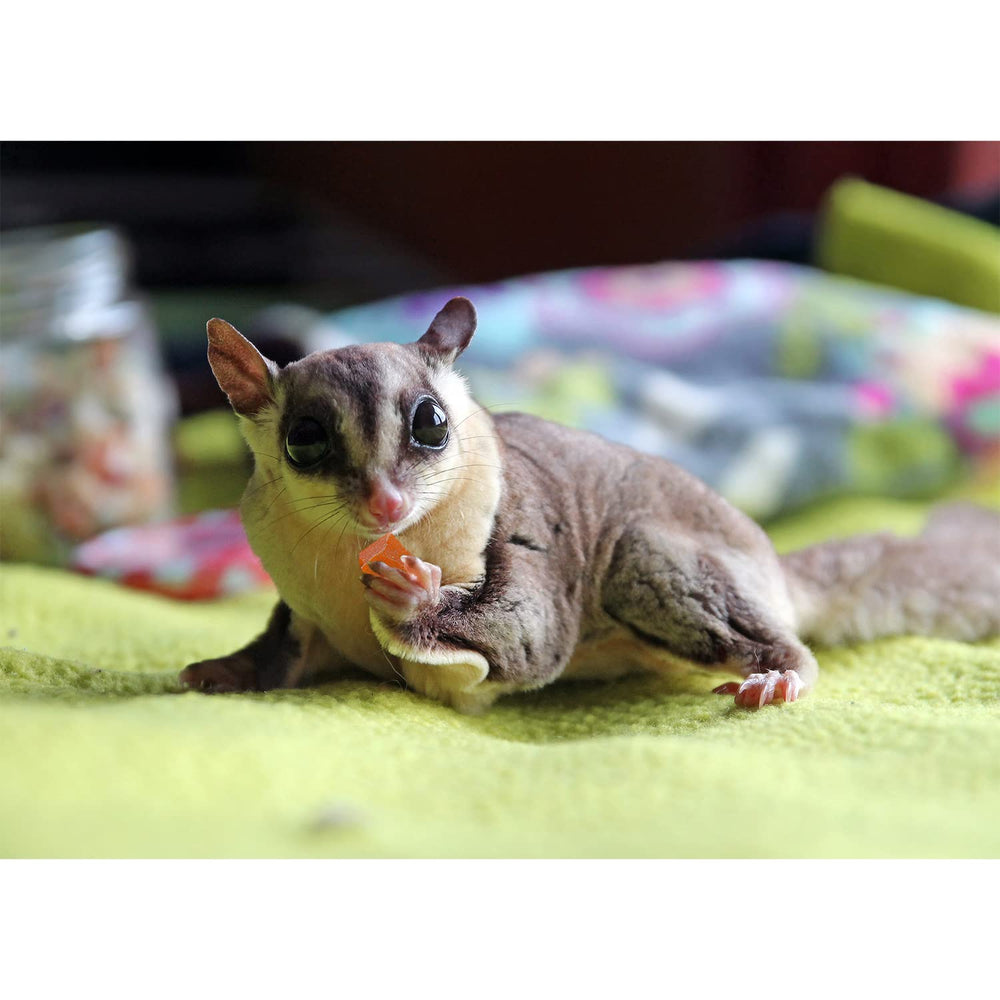 Exotic Nutrition Fruit & Nut Mix snack-bowl display for pet enrichment.
