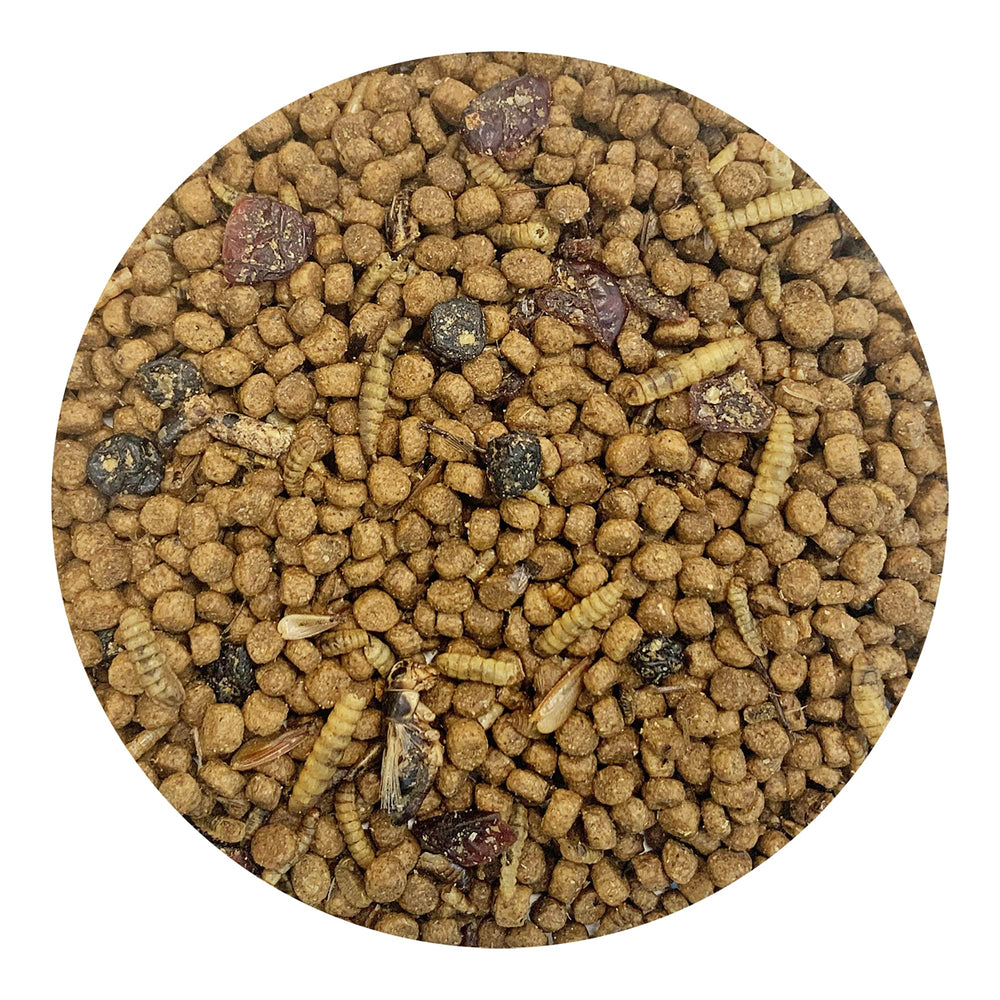 Exotic Nutrition Berries & Bugs with gut-loaded insects and berries for balanced nutrition