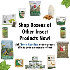 Exotic Nutrition dried BSFL larvae in bowl, supports healthy feather growth for birds.