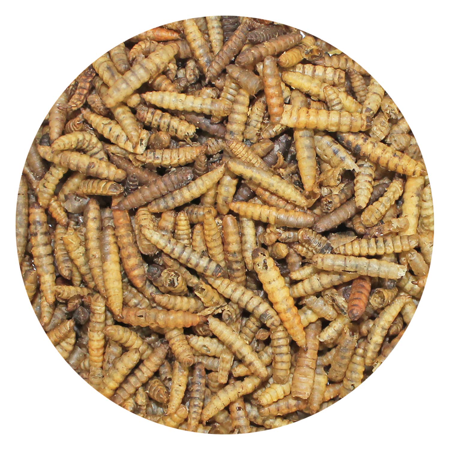 Exotic Nutrition BSFL larvae serving scoop, easy sprinkle-on calcium-rich additive.