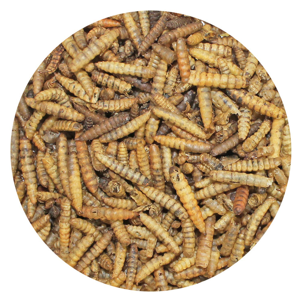 Exotic Nutrition BSFL larvae serving scoop, easy sprinkle-on calcium-rich additive.