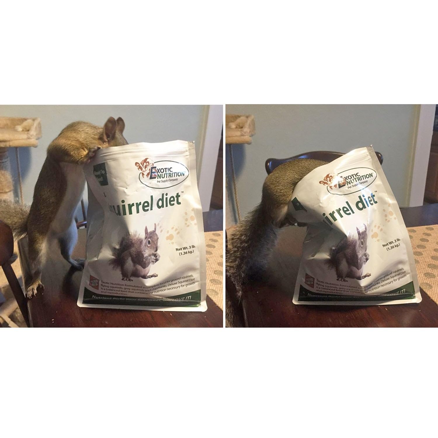 Exotic Nutrition Deluxe Squirrel Diet 2lb bag provides convenient staple feeding.