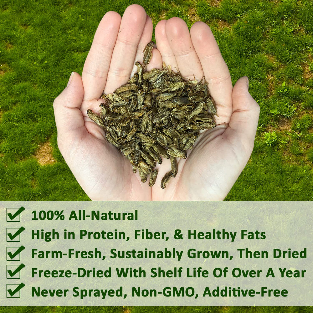 Exotic Nutrition dried crickets bag-front-view: convenient resealable packaging for storage.
