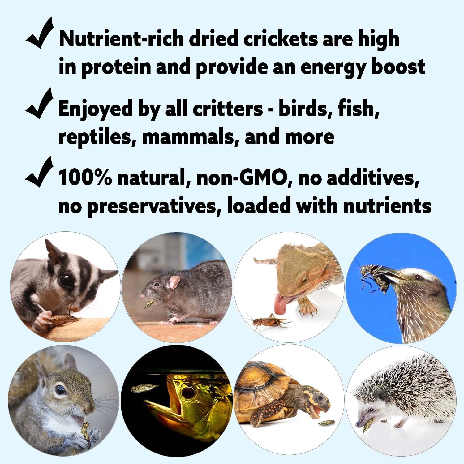 Exotic Nutrition dried crickets closeup-crickets: gut-loaded nutrition for insectivores.