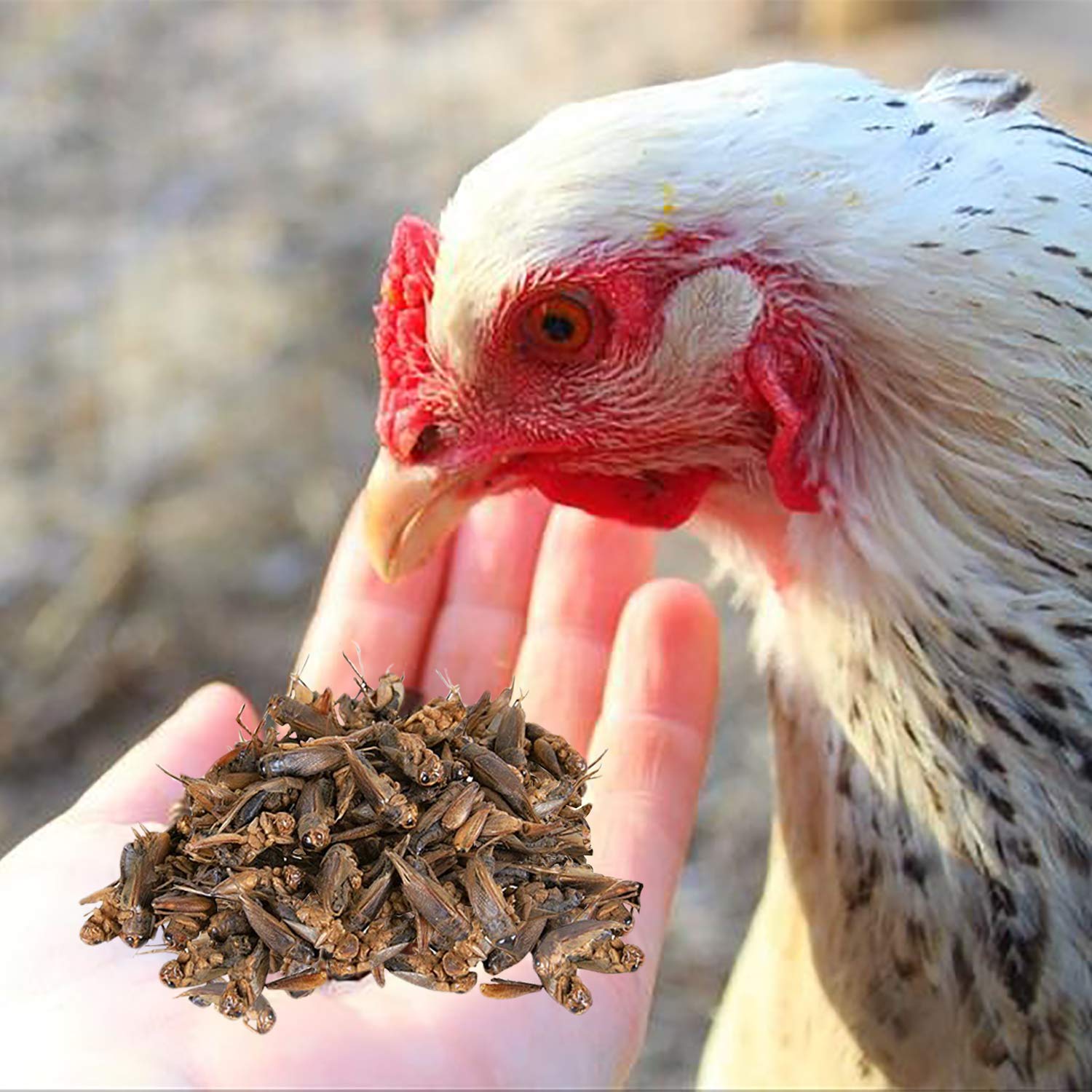 Exotic Nutrition dried crickets hand-selected: premium insects for consistent quality.