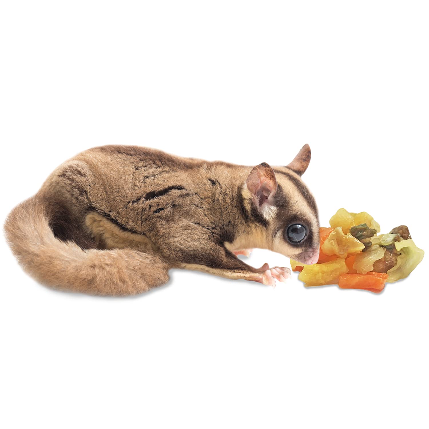 Exotic Nutrition Garden Fresh Re-Hydrate bowl serving for easy feeding