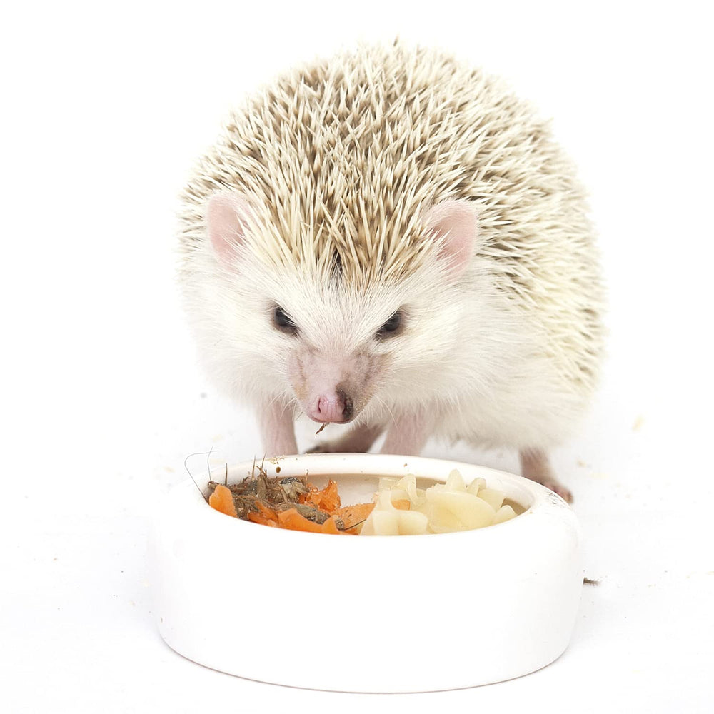 Exotic Nutrition Hedgehog Treat Variety BSF larvae close-up highlights nutritious insect protein.