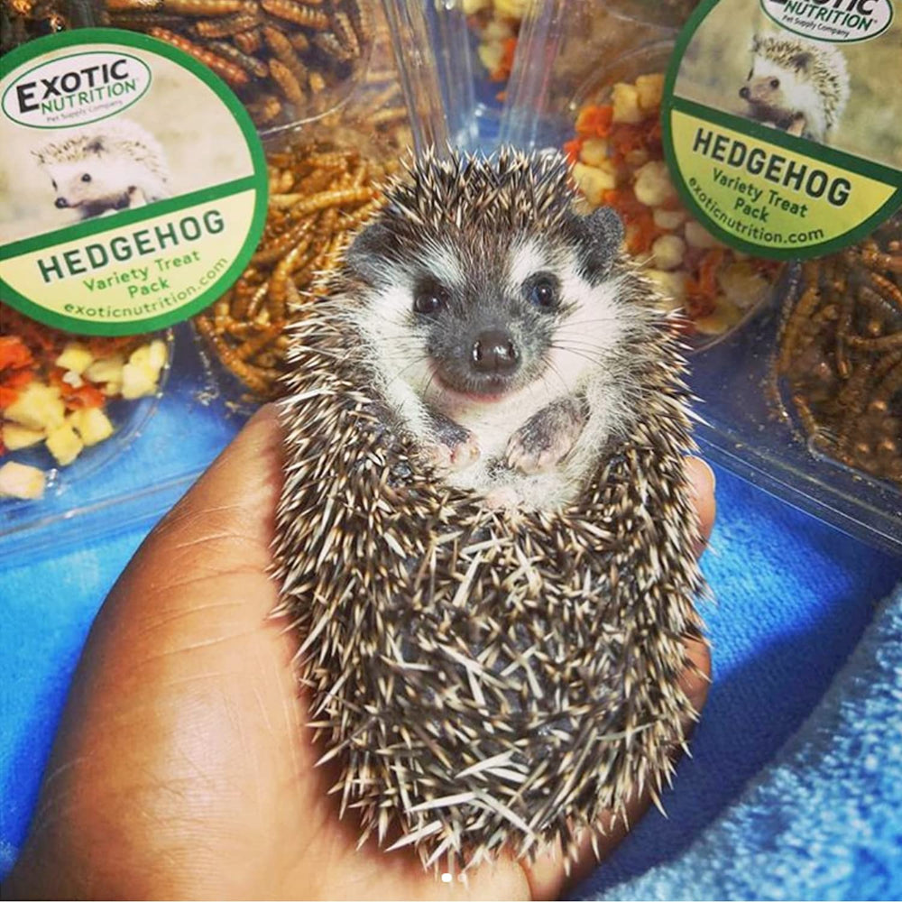 Exotic Nutrition Hedgehog Treat Variety dried apples close-up adds fruity nutrition for hedgehogs.