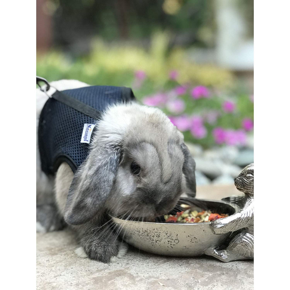 Exotic Nutrition Herbivore Treat served in a feeding bowl for easy portioning