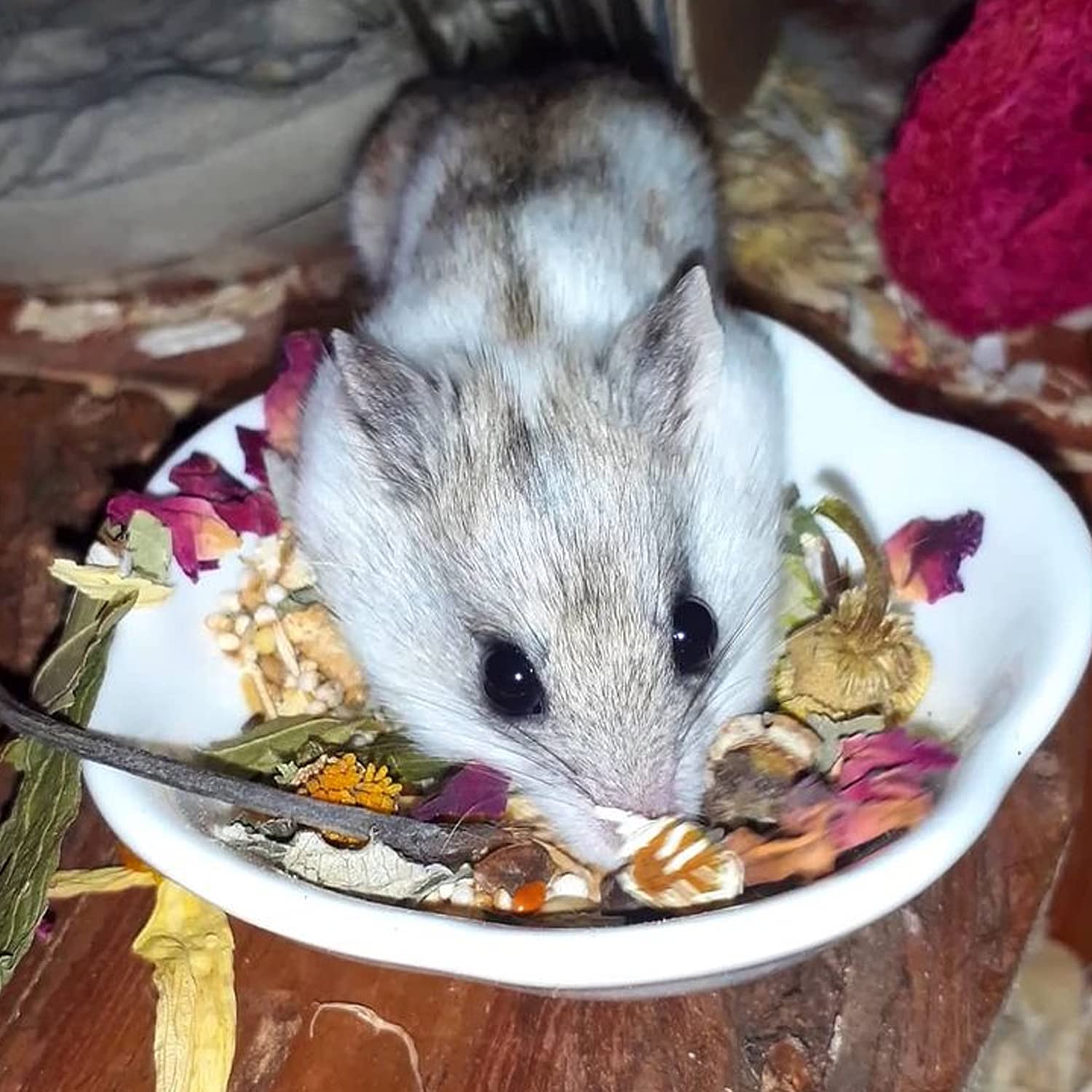 Exotic Nutrition Herbivore Treats dental-exercise promotes jaw movement during nibbling