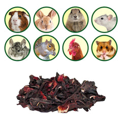 Exotic Nutrition Hibiscus Flower Treat dental-exercise image highlights jaw-friendly chewing