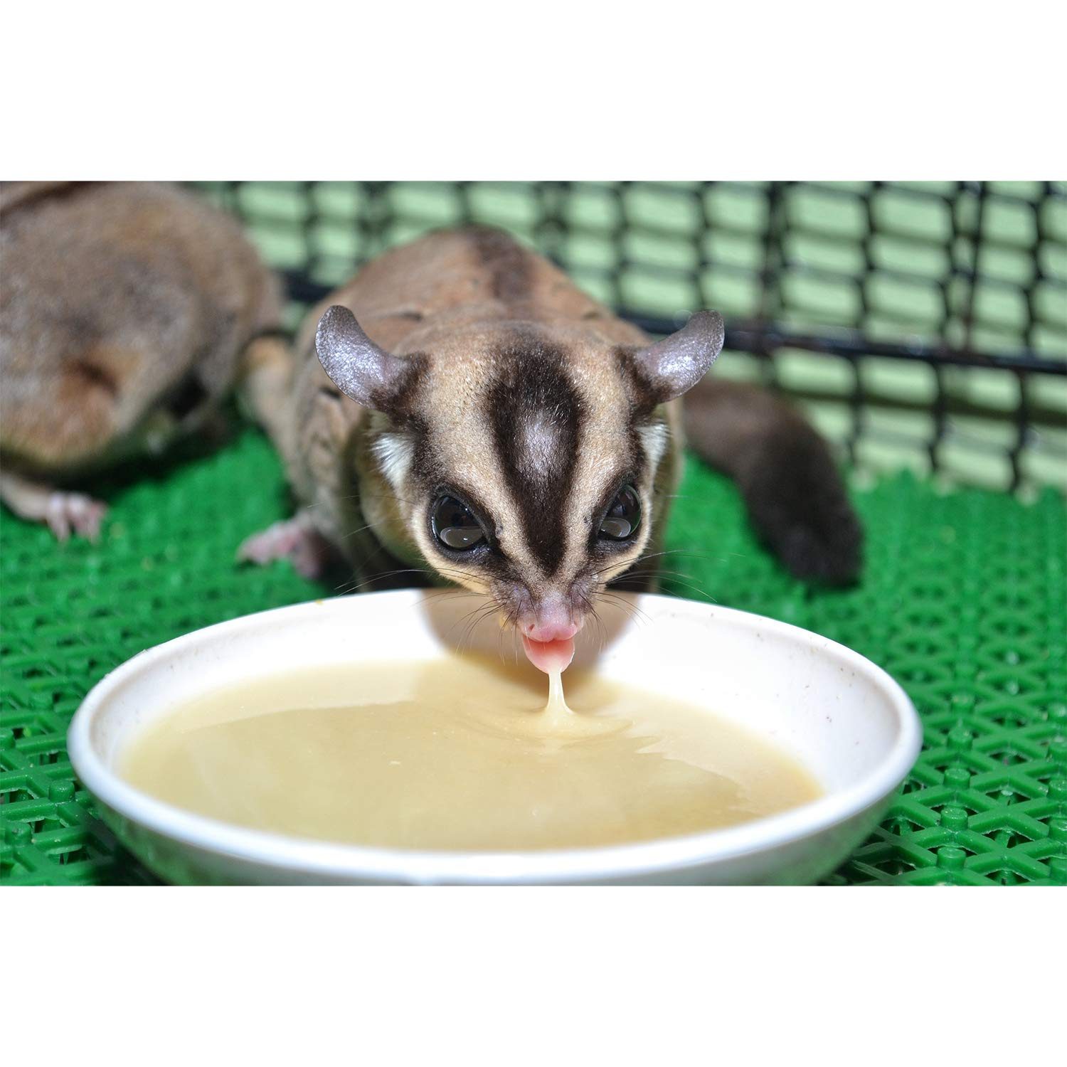 Portioned Honey & Fruit Instant-HPW ready for daily sugar glider meals.