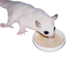 Prepared Honey & Fruit Instant-HPW in a feeding dish for a sugar glider.