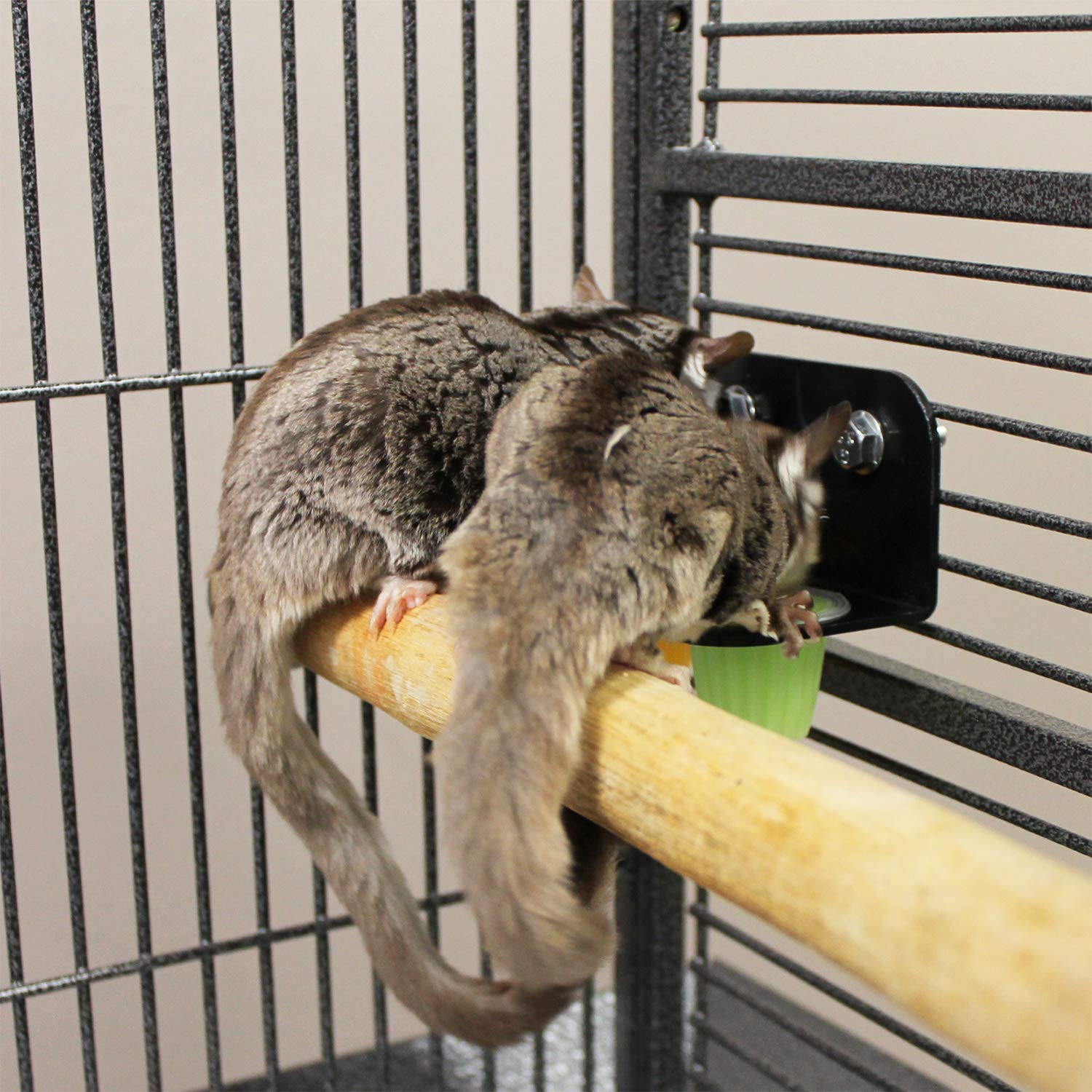 Sugar glider savoring a fruity, calcium-fortified jelly treat