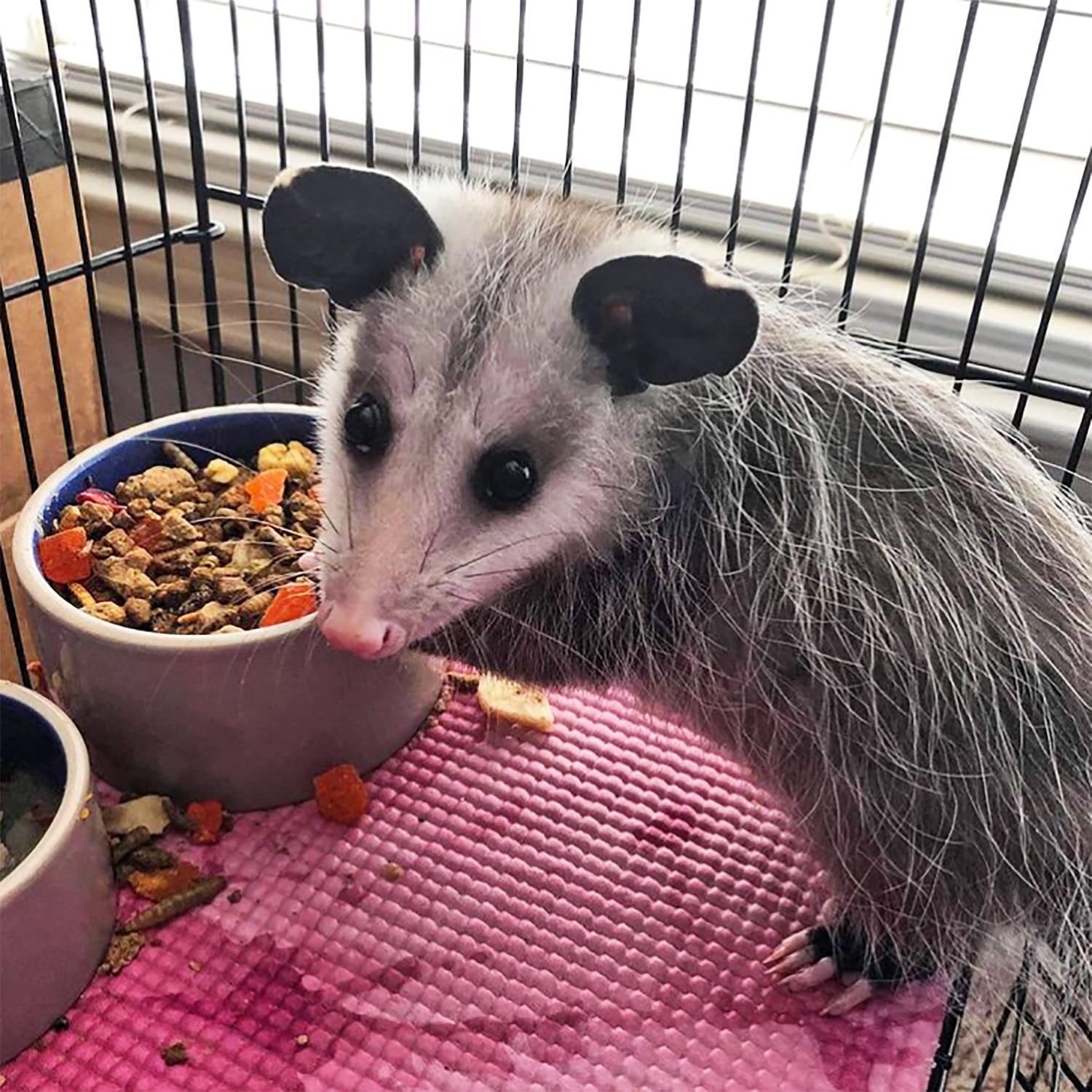 Exotic Nutrition Opossum Complete balanced Ca:P ratio supports healthy development.