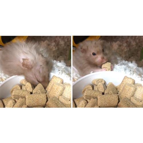 Training setup using blocks as rewards during handling session