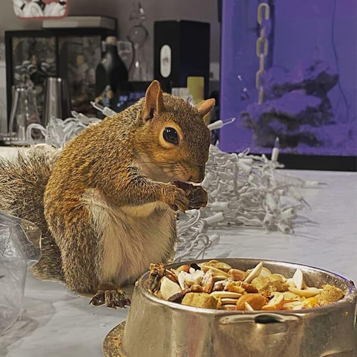 Exotic Nutrition Squirrel Complete storage bag highlighting fresh refrigeration for freshness.
