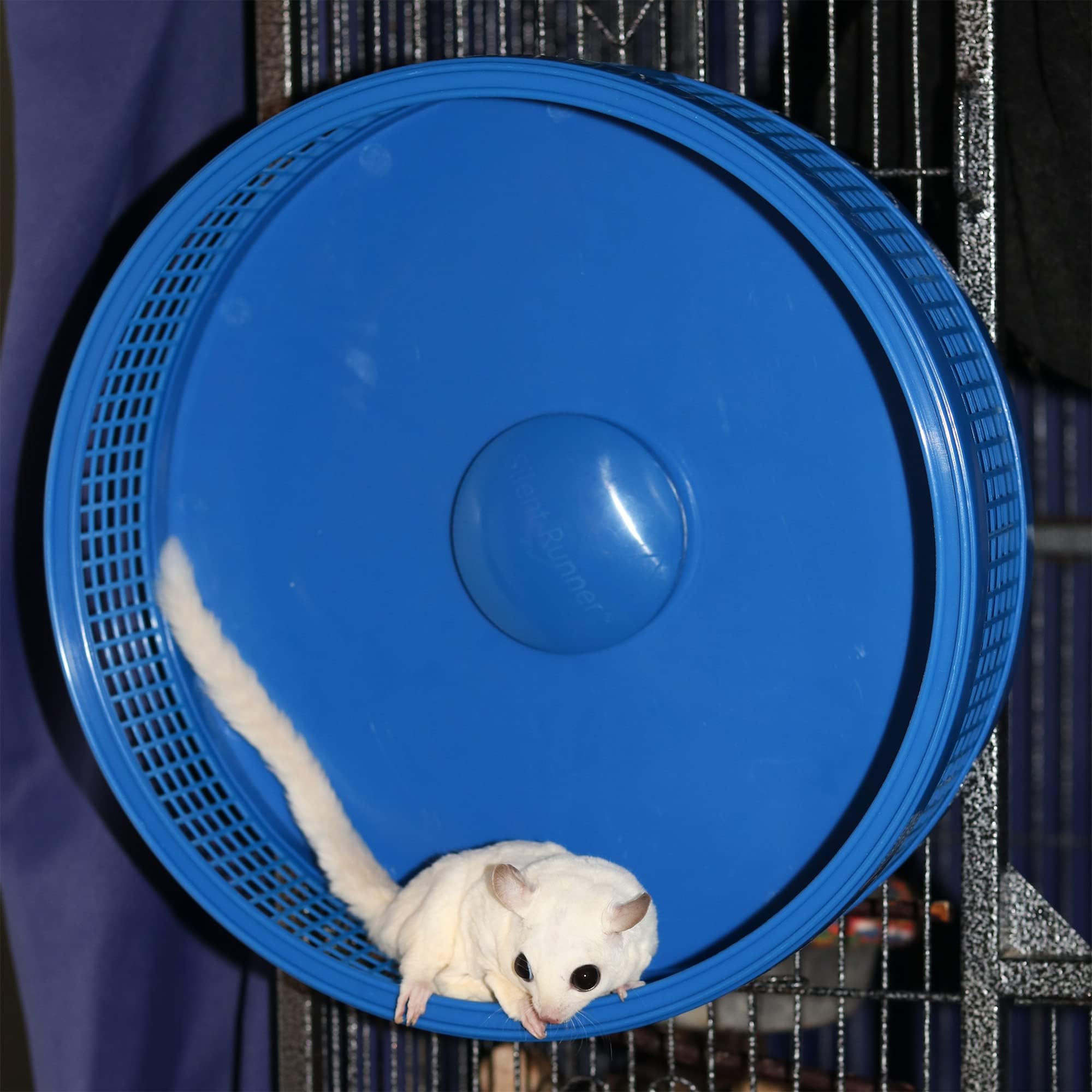 Exotic Nutrition sugar glider enjoying the Silent Runner Pro wheel for playful exercise