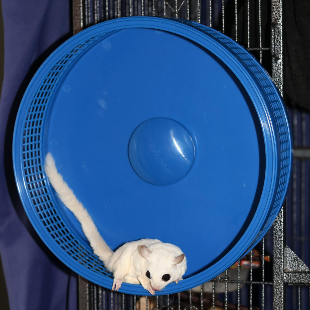 Exotic Nutrition sugar glider enjoying the Silent Runner Pro wheel for playful exercise