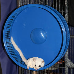 Exotic Nutrition sugar glider enjoying the Silent Runner Pro wheel for playful exercise